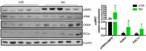 De tweevoudige afslankende werking van rozenbottel