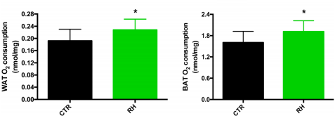 De tweevoudige afslankende werking van rozenbottel
