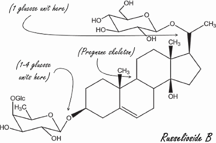 Russelioside-B, een afslanksteroid uit een Arabische cactus