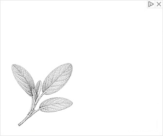 Salvia officinalis, Salvia lavandulifolia & Rosmarinus officinalis
