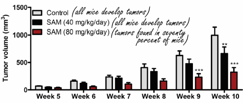 Dierstudie: SAM-e remt borstkanker