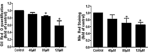 Schisandrin-B, de vernietiger van vetcellen in Schisandra chinensis