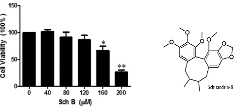 Schisandrin-B, de vernietiger van vetcellen in Schisandra chinensis