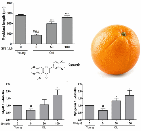 Sinensetin - nog een stof met een anabole werking in citrusvruchten