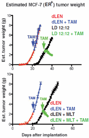 Door een gezond slaapritme werken antioestrogenen beter