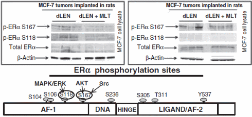 Door een gezond slaapritme werken antioestrogenen beter