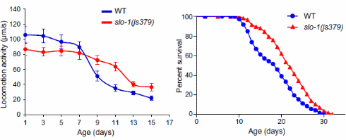 Levensverlengend medicijn houdt je spieren sterk als je veroudert