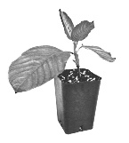 Gerommel met kratom?