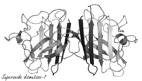 Hydroxytyrosol in olijfolie verlaagt vetpercentage