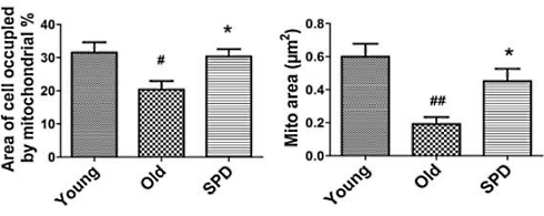 Spermidine stopt cardiovasculaire veroudering
