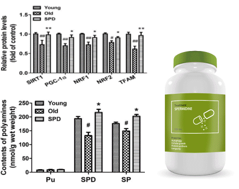 Spermidine stopt cardiovasculaire veroudering