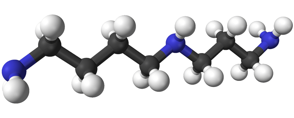 Spermidine houdt het hart jong | Dierstudie