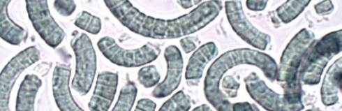 Op dieet? Neem 2 tabletten met spirulina voor de maaltijd, en je verliest nog meer vet