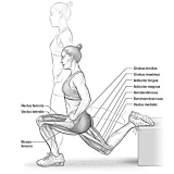 De single leg-squat ontwikkelt de bilspieren, de split-squat de quads