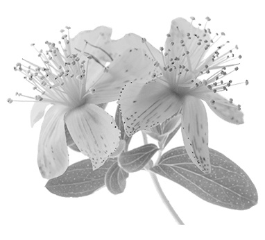 Sint Janskruid vermindert depressie