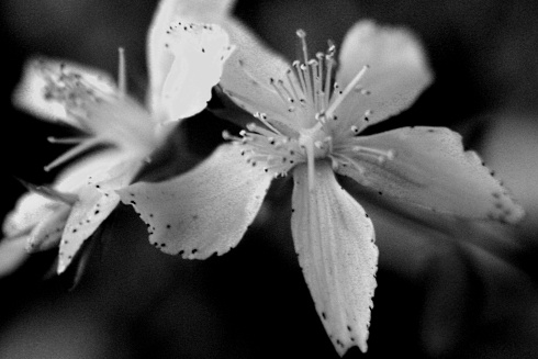 Sint Janskruid vermindert depressie