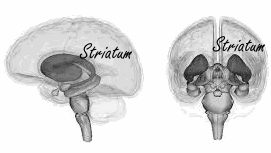 Geld weggeven maakt gelukkig