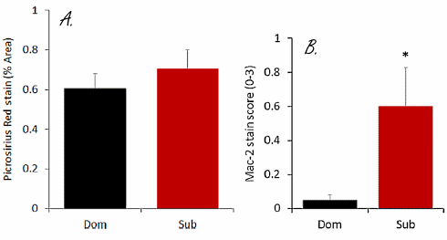 Hoe chronische stress je leven verkort