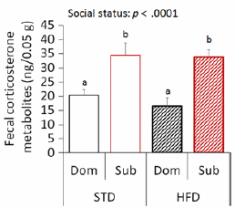 Hoe chronische stress je leven verkort