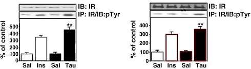 Suppletie met taurine verbetert de insuline- en glucosehuishouding. Dat rapporteren fysiologen van de State University of Campinas in de Journal of Nutritional Biochemistry. In muizen verhoogt taurine de afgifte van insuline en verhoogt het de gevoeligheid van de receptor voor insuline in de spieren. Misschien is taurine nog interessanter voor sporters dan we al dachten.