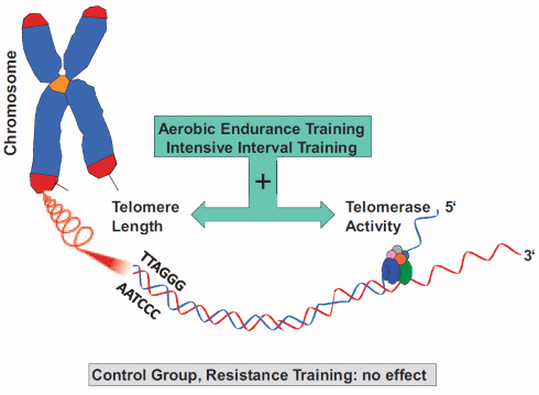 Biologische klok tikt trager door duurtraining en intervaltraining