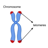 Sprinters verouderen langzamer