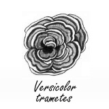 Elfenbankextract houdt huid jong