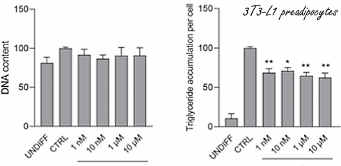 Zwarte peperextract PipeNig-FL stimuleert spiergroei, remt lichaamsvet