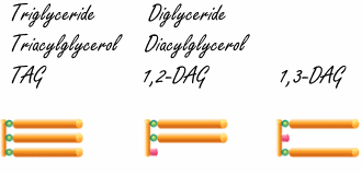 Alfa-linoleenzuur-diacylglycerol zet de vetverbranding een tandje hoger