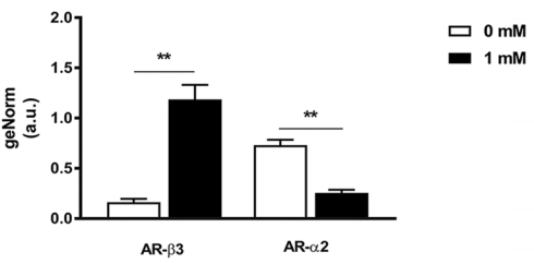 Na een kop koffie produceren je bruine vetcellen meer warmte