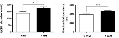 Na een kop koffie produceren je bruine vetcellen meer warmte
