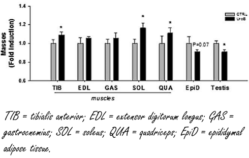 Granaatappelanabool urolithin-B laat spieren groeien door de werking van testosteron te versterken