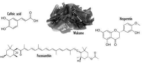 Wakame, de fitnessalg
