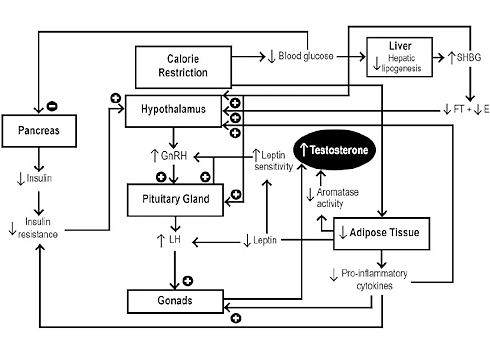 Na afslankdieet is dikke man mannelijker, aldus metastudie