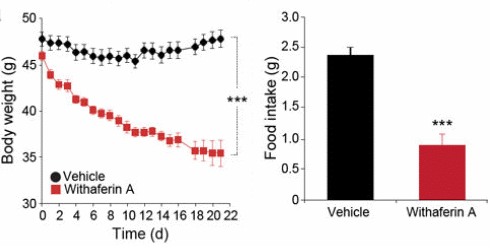 Withaferin-A gaat overgewicht tegen door herstel werking leptine