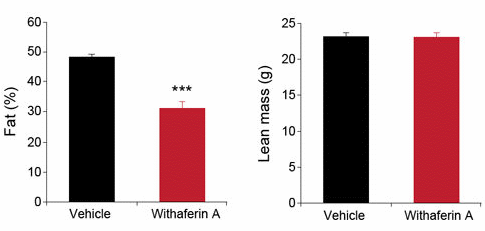 Withaferin-A gaat overgewicht tegen door herstel werking leptine