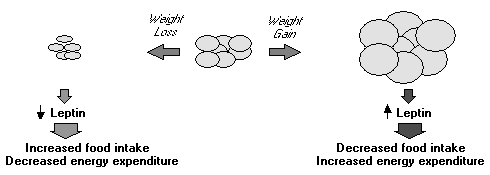 Withaferin-A gaat overgewicht tegen door herstel werking leptine