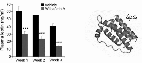 Withaferin-A gaat overgewicht tegen door herstel werking leptine