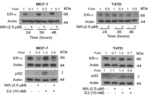 Withaferine-A, een antioestrogeen (en misschien ook een anabool) in ashwagandha
