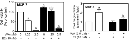 Withaferine-A, een antioestrogeen (en misschien ook een anabool) in ashwagandha