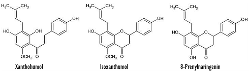 Xanthohumol, een levensverlenger in hop en bier