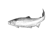 Zalm