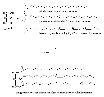 Schema 12