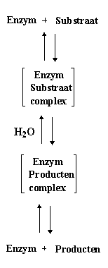 Wat zijn enzymen en hoe werken ze?
