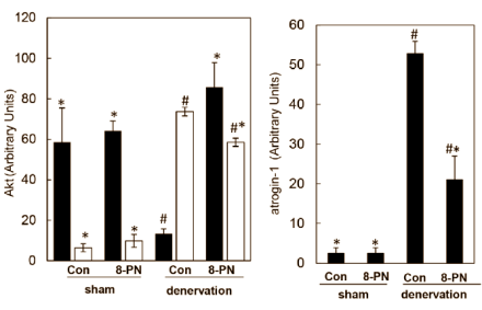 8-Prenylnaringenin, een natuurlijk anabolicum voor vrouwen