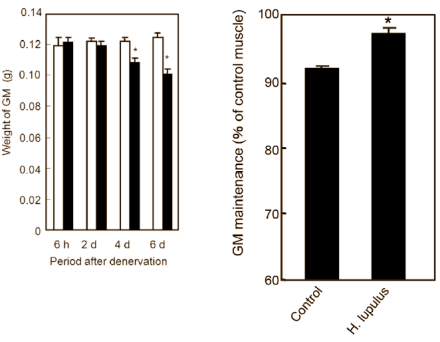 8-Prenylnaringenin, een natuurlijk anabolicum voor vrouwen