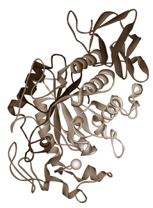 Amylase