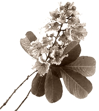 Banaba-flavonoid quercetin-7-glycoside beschermt tegen virusinfectie