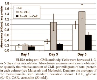 Hoe bèta-alanine je levensduur verlengt
