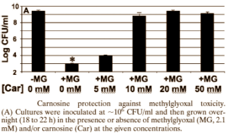 Hoe bèta-alanine je levensduur verlengt